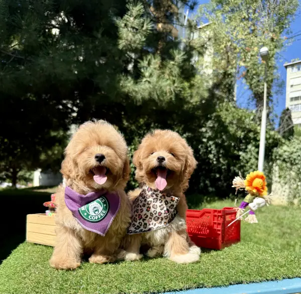 Mini Maltipoo Sevimli Yavrular - ATAŞEHİR / İSTANBUL