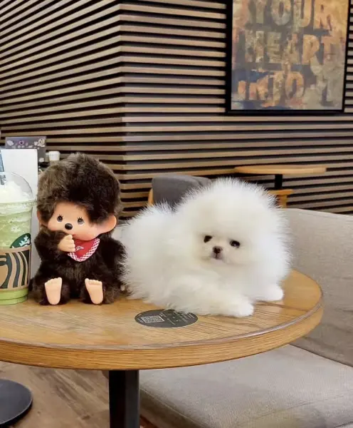 Pomeranian Boo Teddy Bear Ayiciklar - ATAŞEHİR / İSTANBUL