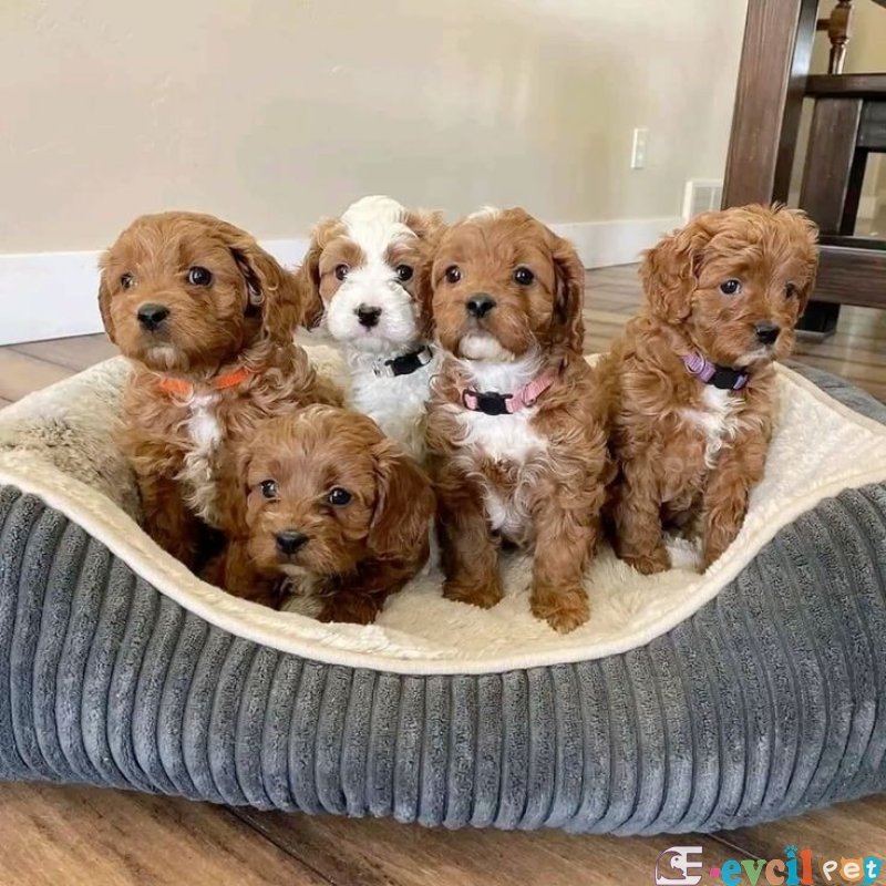 KAHVE TONLU  MALTİPO CİNSİ YAVRULAR