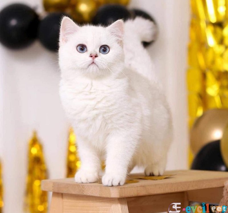 British shorthair erkek 1 yaşında aktif