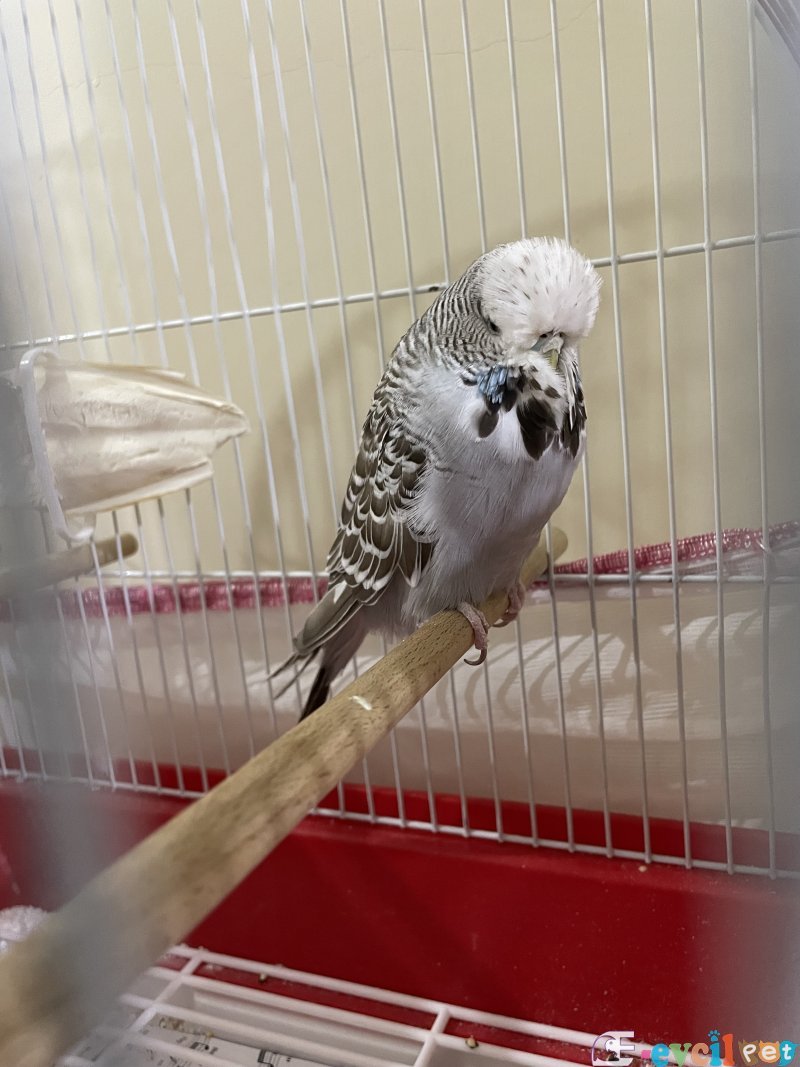 Jumbo Dişi