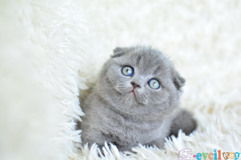 Muhteşem top kafa gri scottish fold