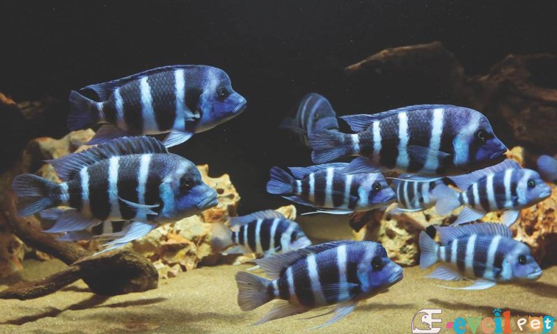 Frontoza Burundi koloni