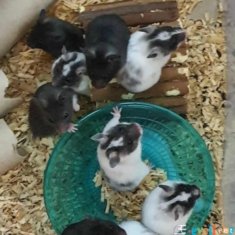 Hamster