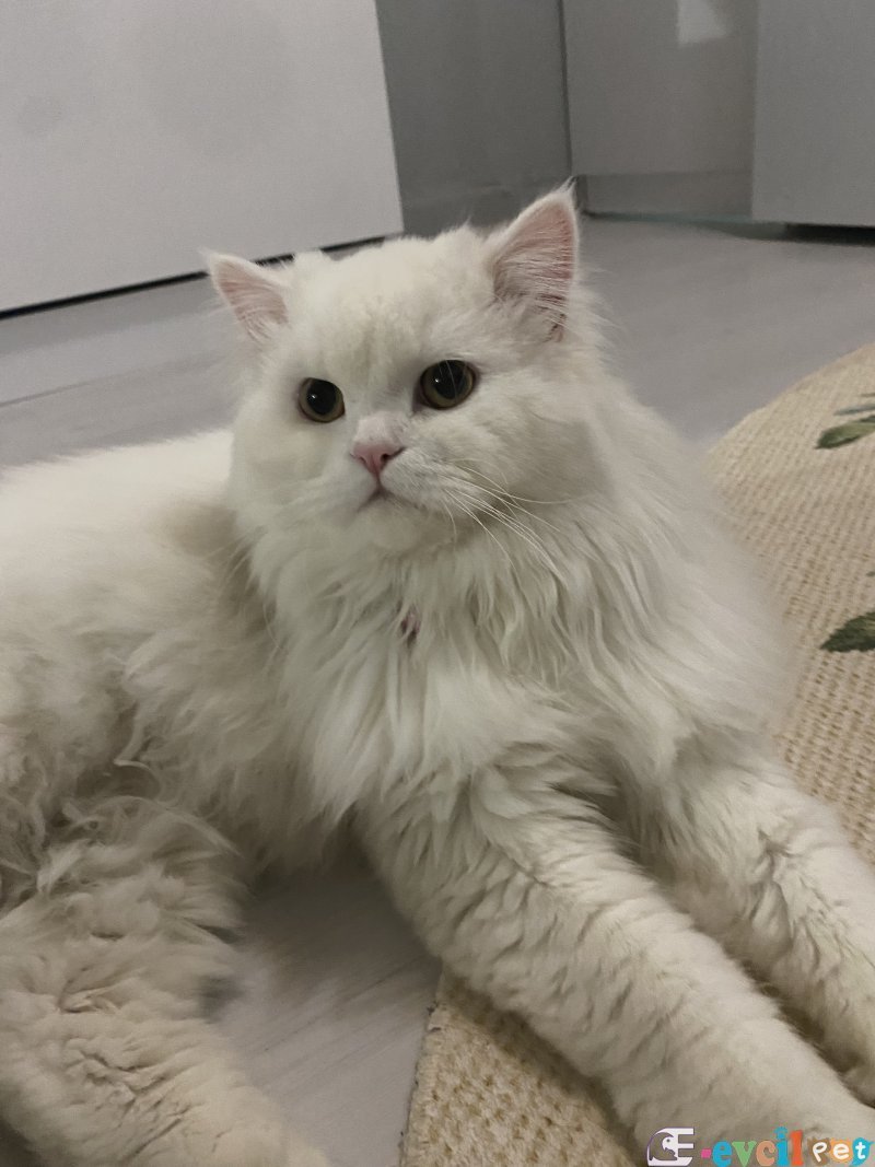 Pamuk