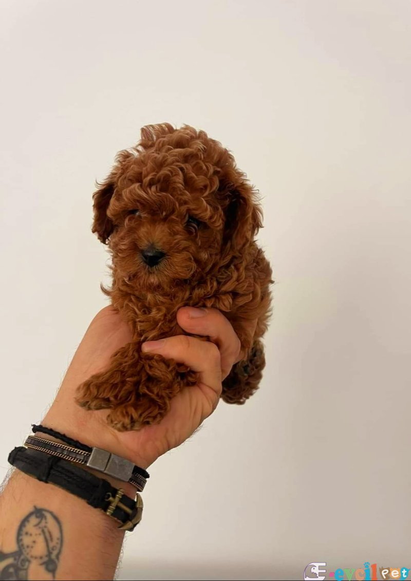 Tooy poodle cinsi yavrular