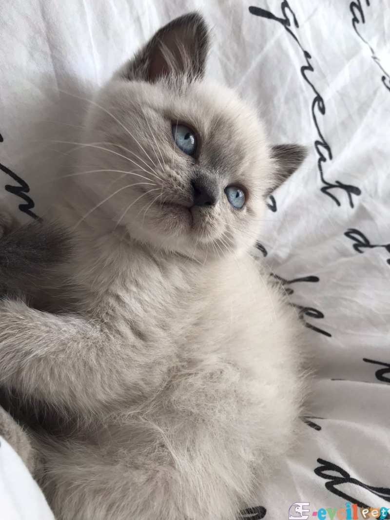 SAFKAN BLUE POİNT MAVİ GÖZ ERKEK