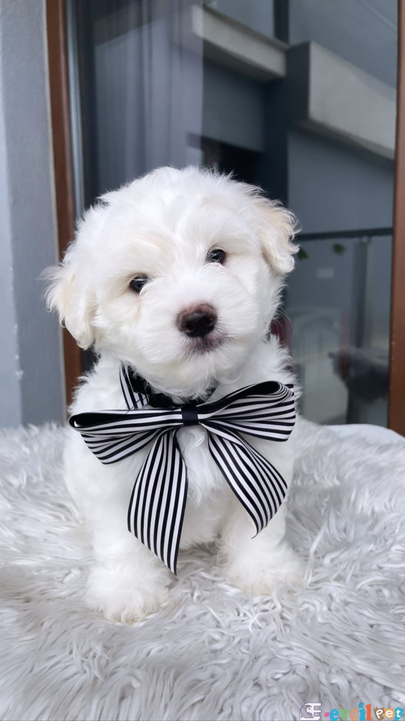 Maltesse Terrier Cinsleri Güzel Yavrular
