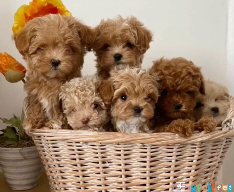 Mini boy puppy kıpkırmızı ev üretimi yavrularımız TOOY POODLE