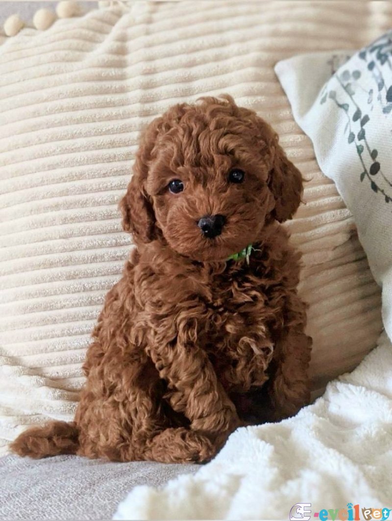 TOOY POODLE YAVRUMUZ 0 TEACUP