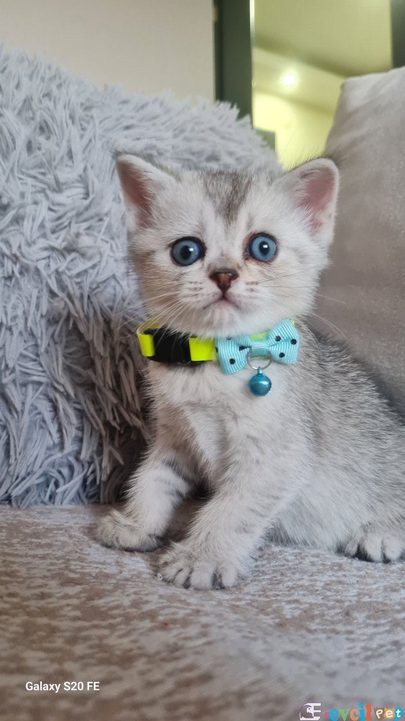 British Shorthair Yavrular ile Sizi bekliyoruz