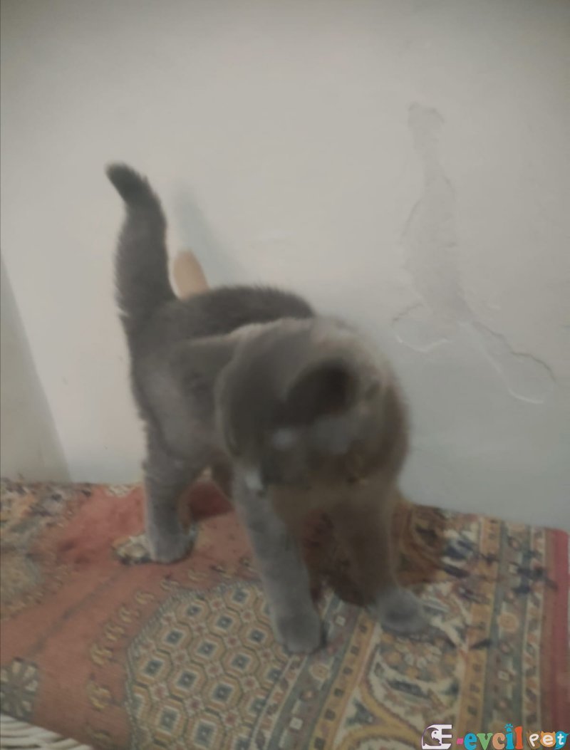 Çok uygun vercem orjin