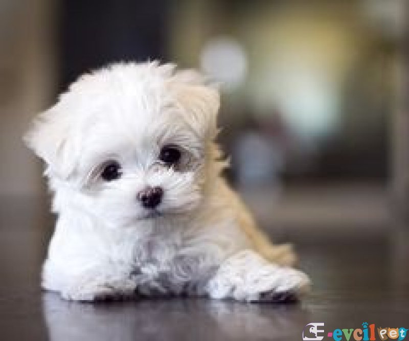 0 numara maltesse terrier cinsleri
