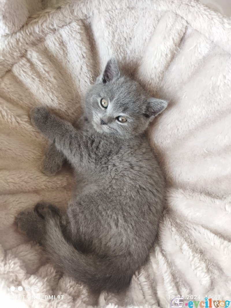 SAHİPLENİLMEYİ BEKLEYEN SECERELİ SCOTTISH FOLD YAVRULAR