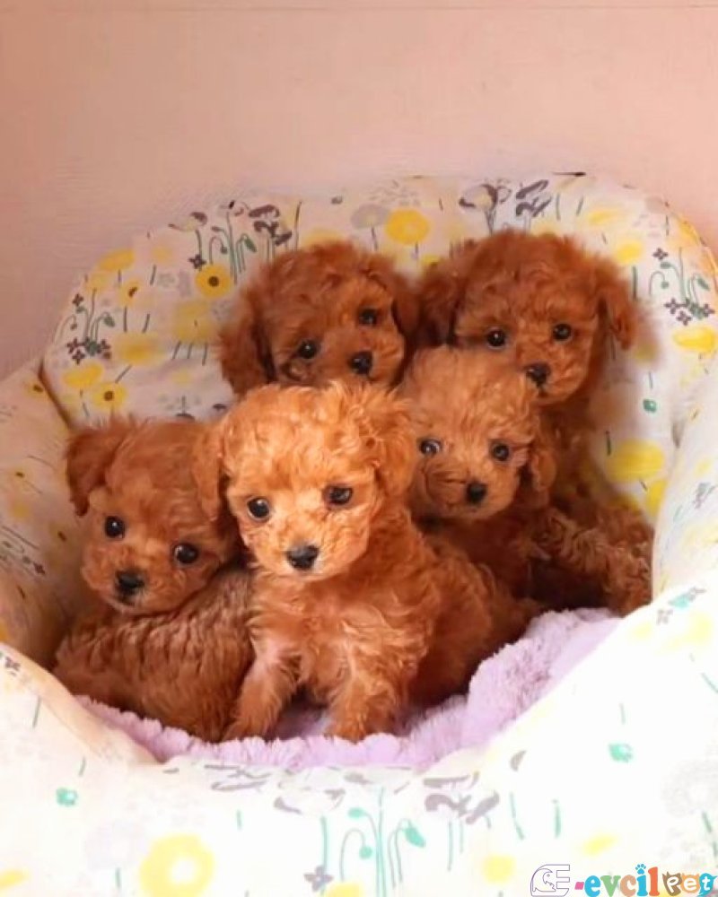 Tooy poodle mini puppy boy red kıpkırmızı