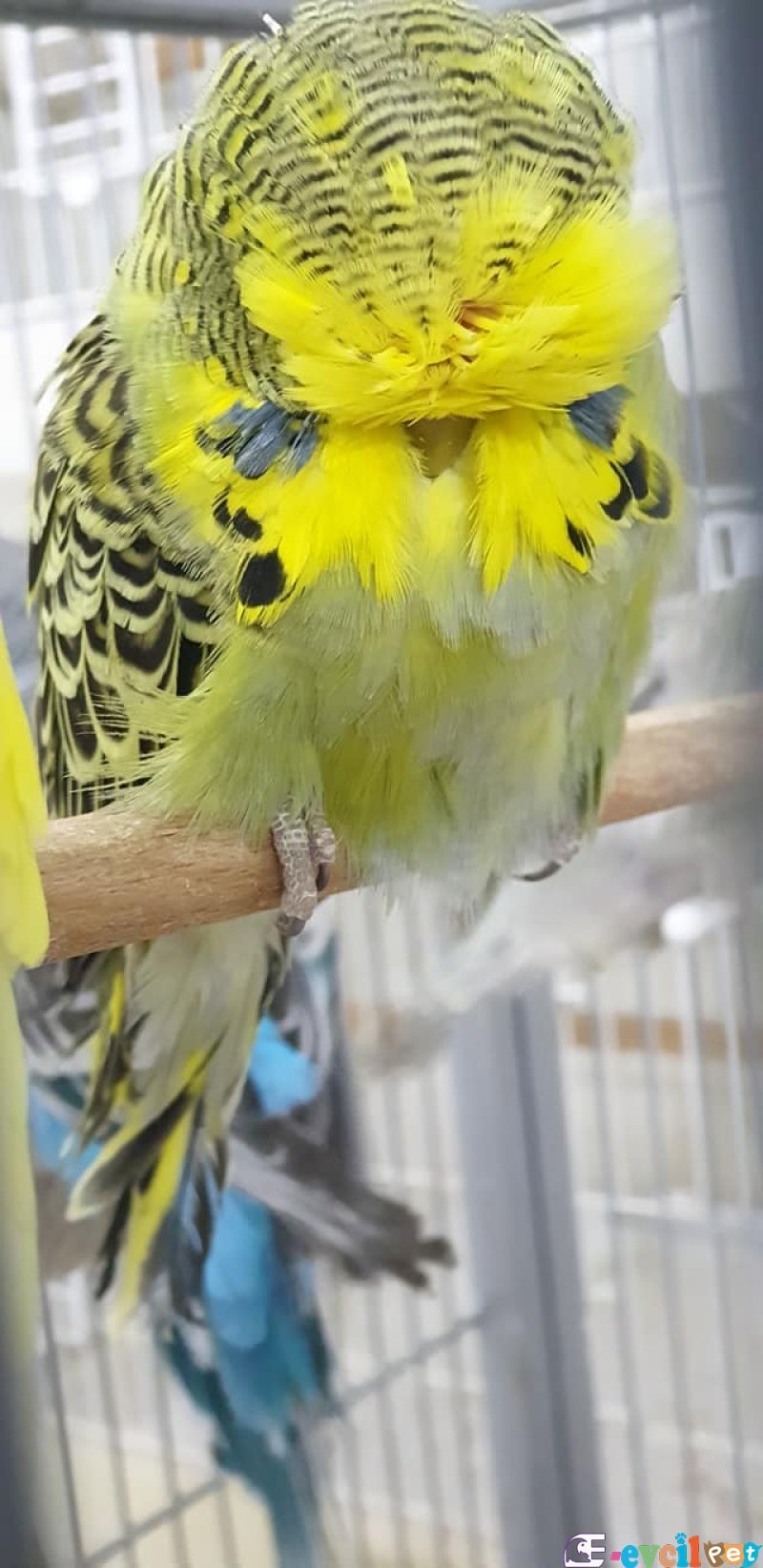 Show Jumbo Muhabbet Kuşları
