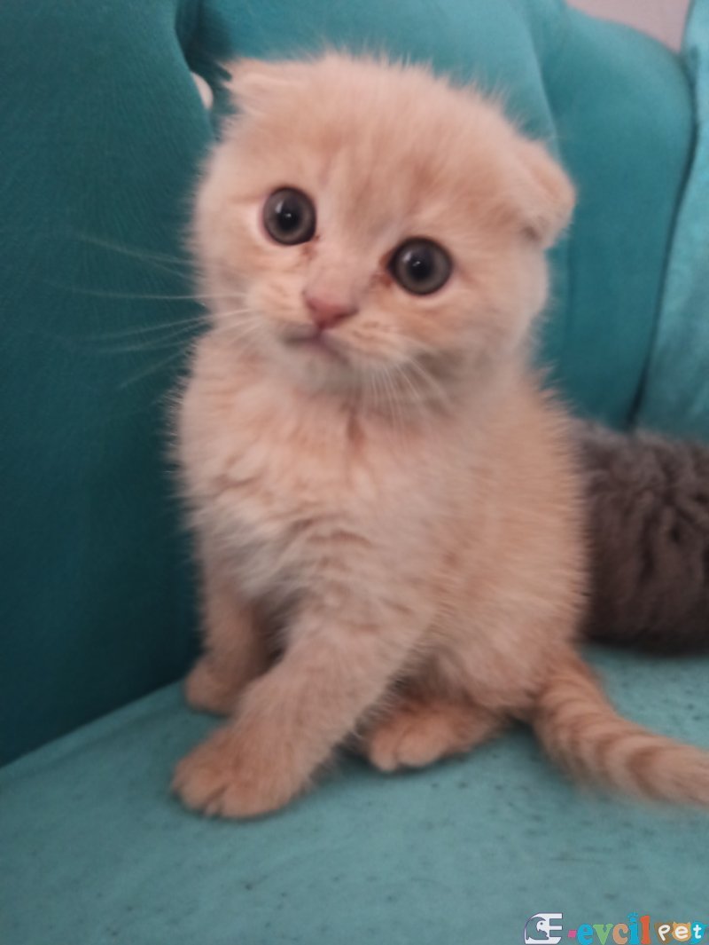 Britsh shorthair yavrular