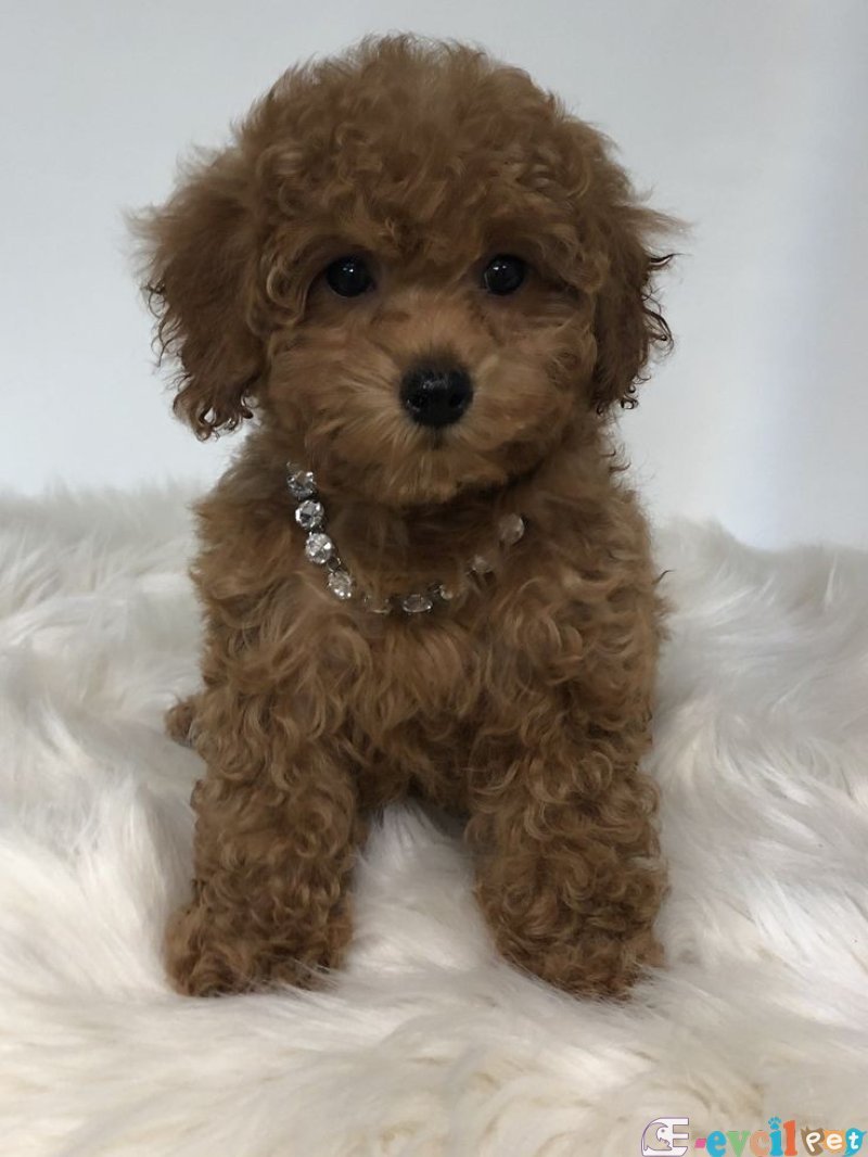TOOY POODLE YAVRUMUZ 0 TEACUP