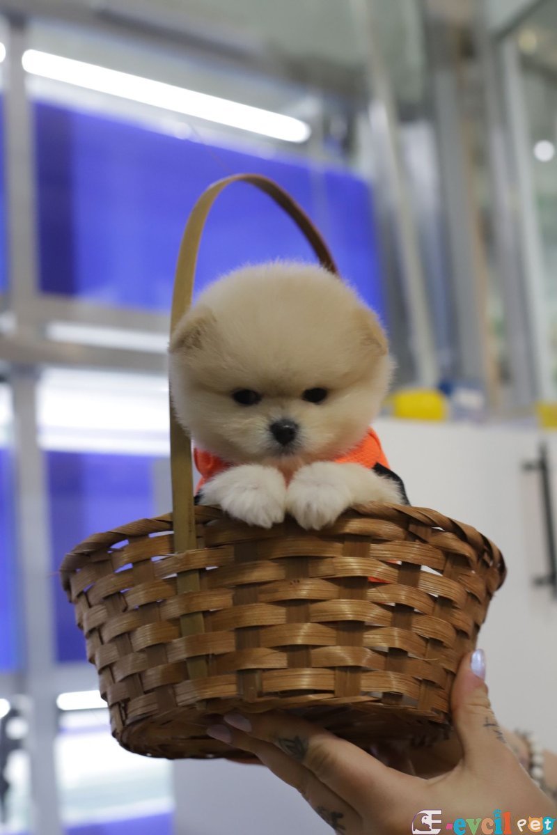 POMERRİAN BOO AYI SURATLI