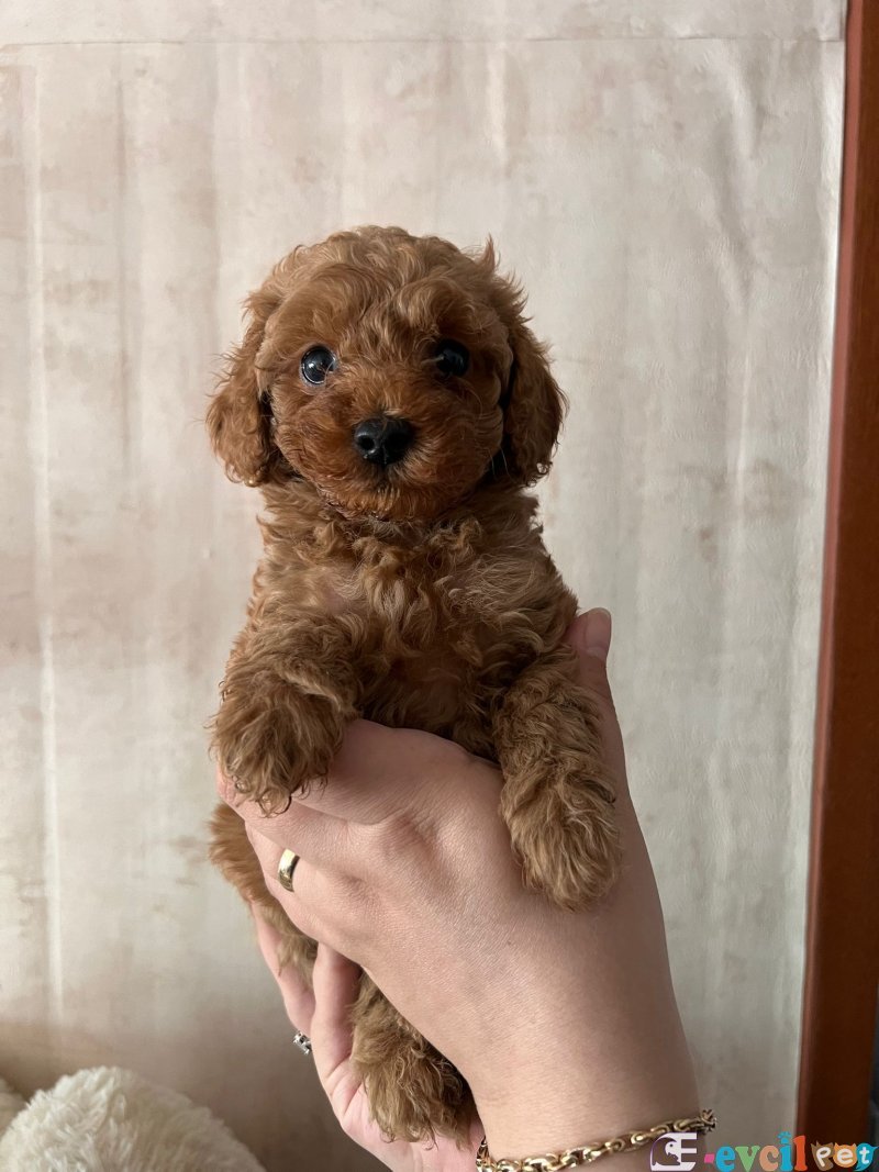 TOOY POODLE YAVRUMUZ 0 TEACUP