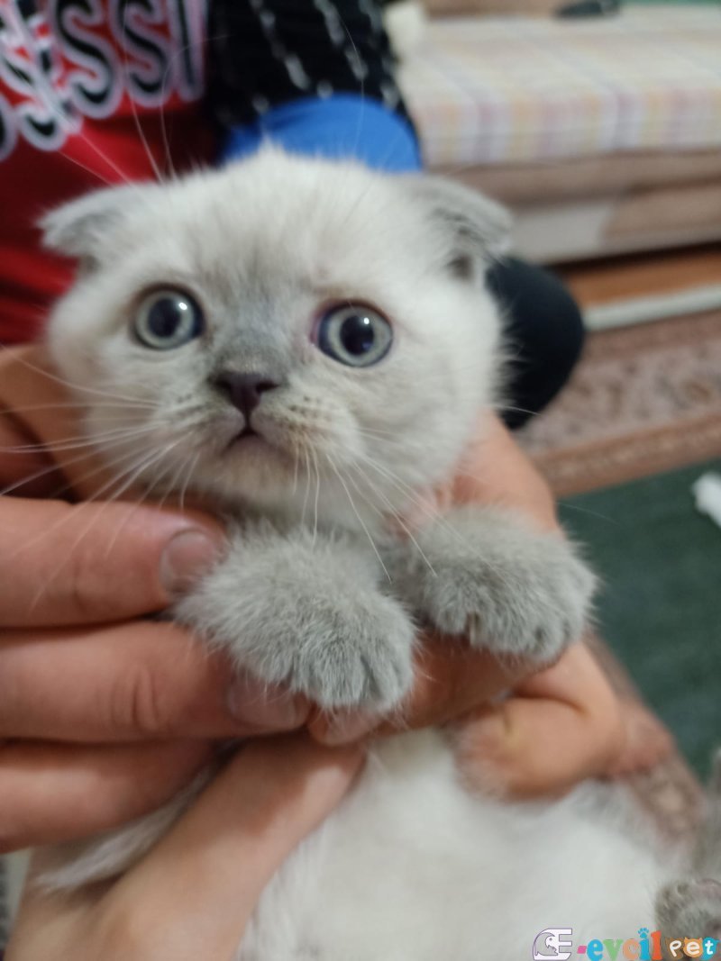 British shorthair