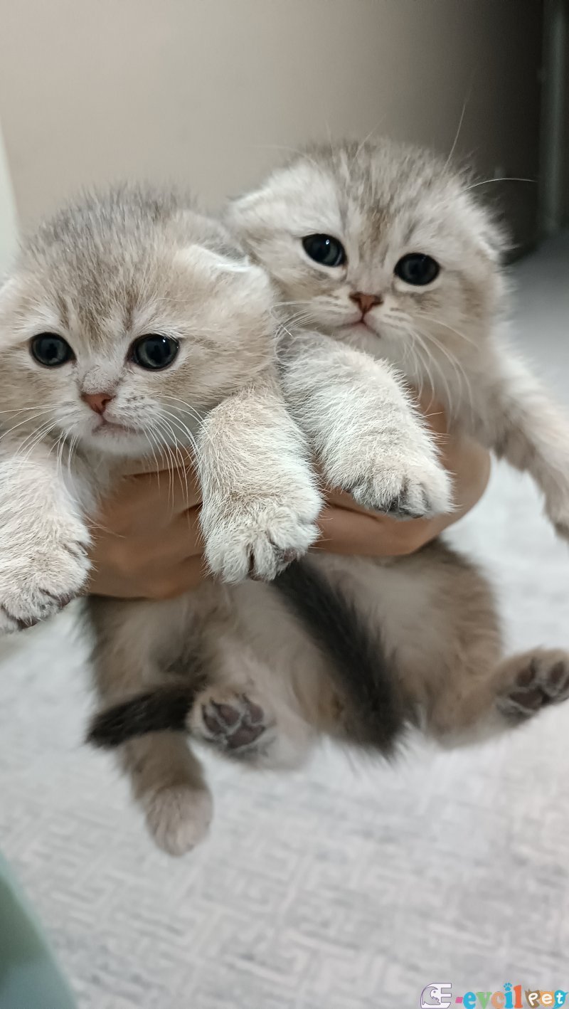 3 Aylık Scottish Fold
