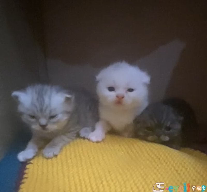 20 günlük has bebeklerim