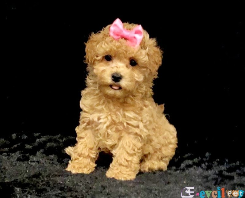 TOOY POODLE YAVRUMUZ 0 TEACUP
