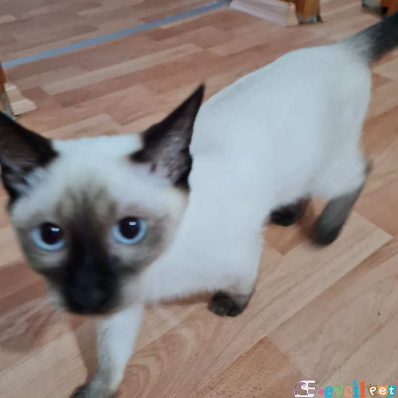 SİYAM ANNE KIZ SİYAM KEDİLERİ YUVA ARIYOR.