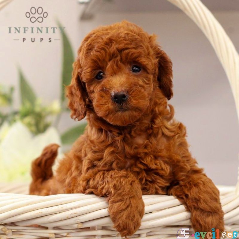 TOOY POODLE YAVRUMUZ 0 TEACUP