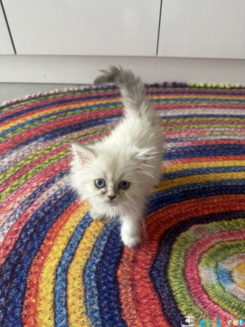 Erkek 2.5 aylık longhair