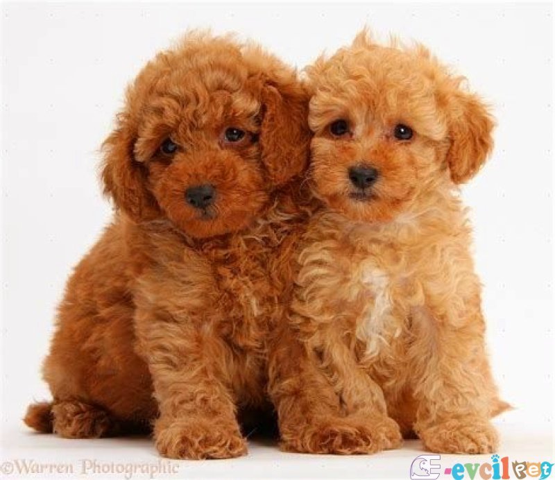 Tooy poodle cinsi yavrular DİŞİ erkek mevcuttur
