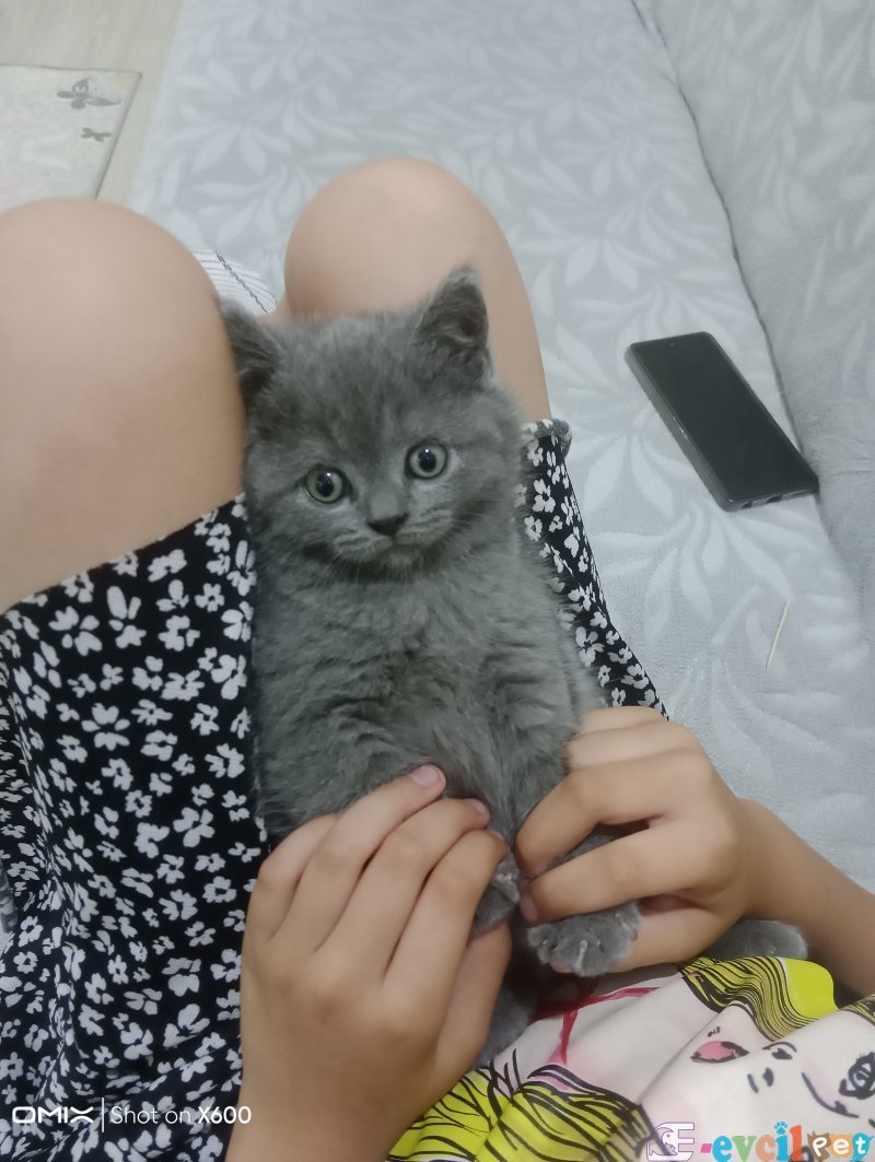 Tek kalan orjinal brihidiş erkek yavru kuru mama ve tuvalet eğitimi verildi