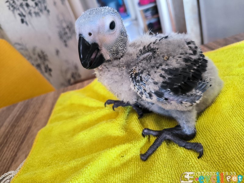 Bebek jako