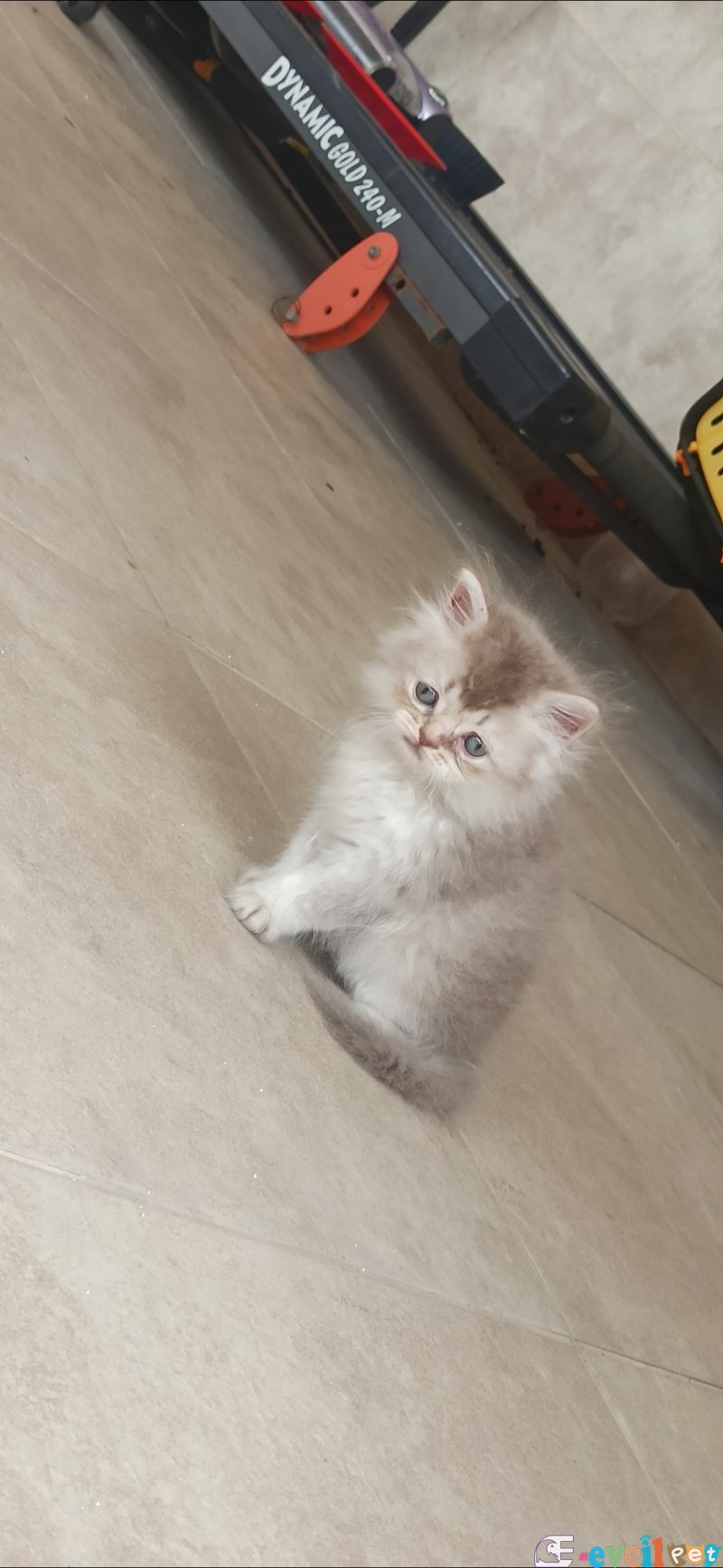 Son kalan British Longhair