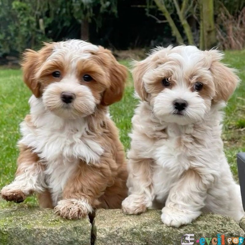 MİNİ PUPPY BOY KAHVE TONLU KIVIRCIK TÜYLÜ MALTİPO YAVRULAR