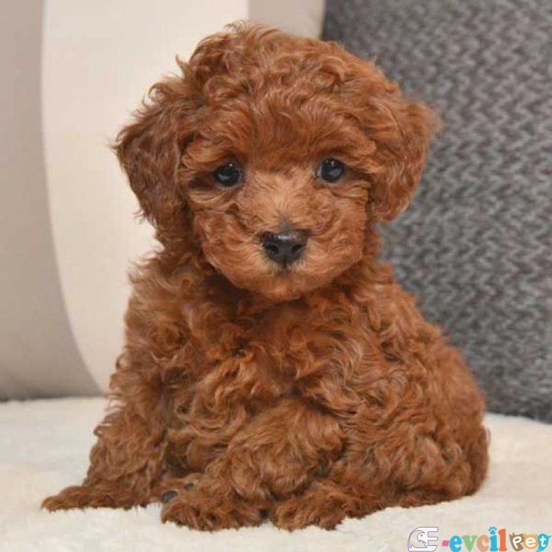 TOOY POODLE YAVRUMUZ 0 TEACUP