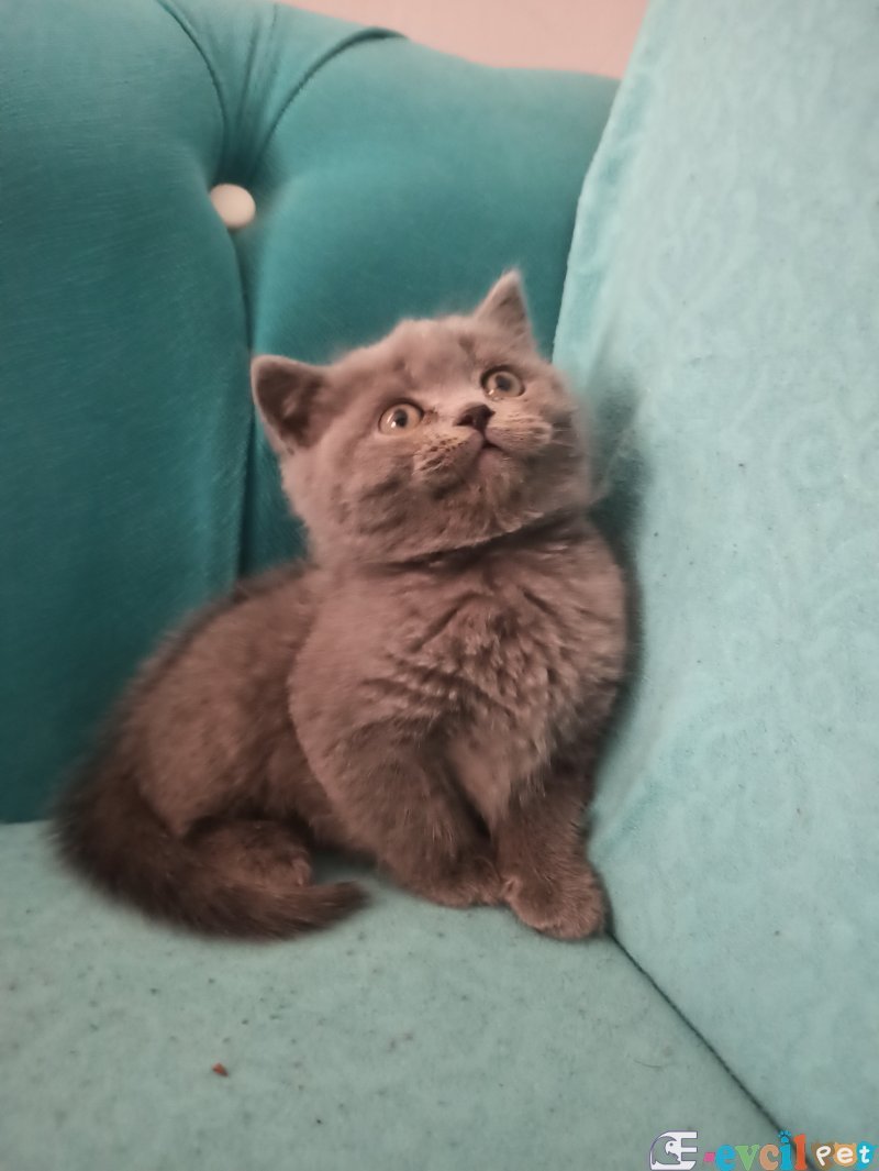 Britsh shorthair yavrular