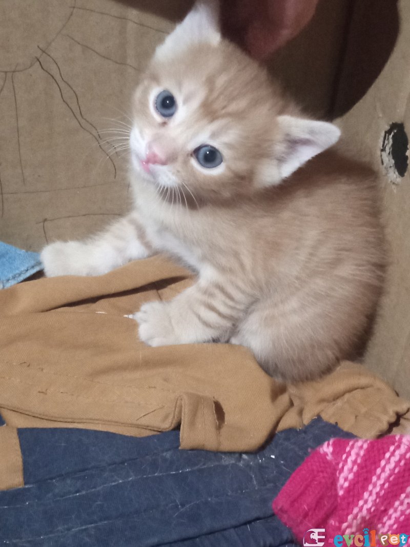 Güneş Adlı 1.50 aylık yavru kedimizi sahiplenecek birisini arıyoruz