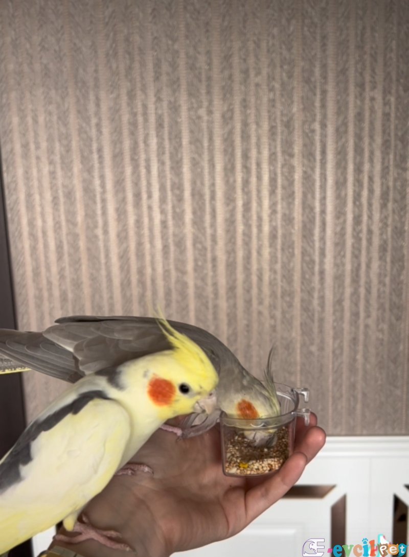 Çift Sultan Evcil