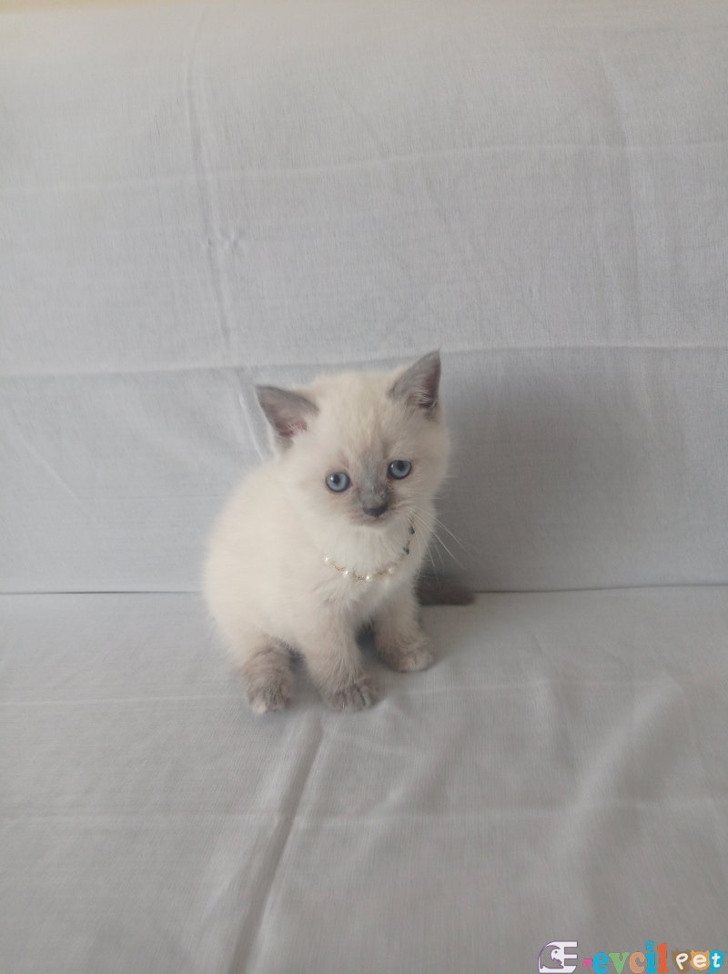 Safkan british short hair