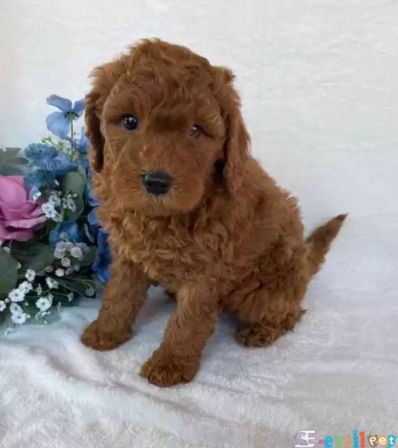 TOOY POODLE YAVRUMUZ 0 TEACUP