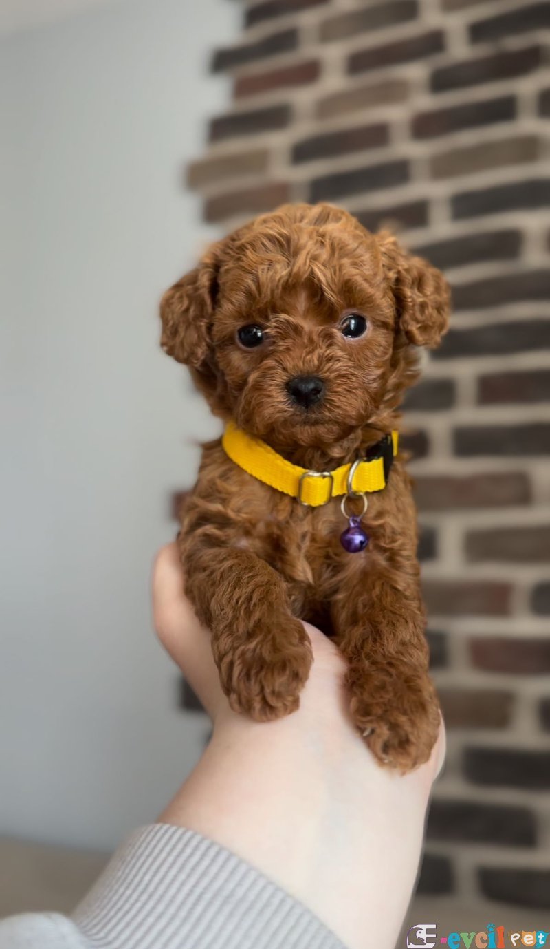 TOOY POODLE YAVRUMUZ 0 TEACUP