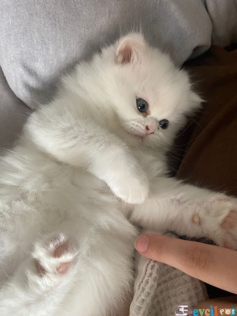 Duygularınızı değiştirecek bebislerim