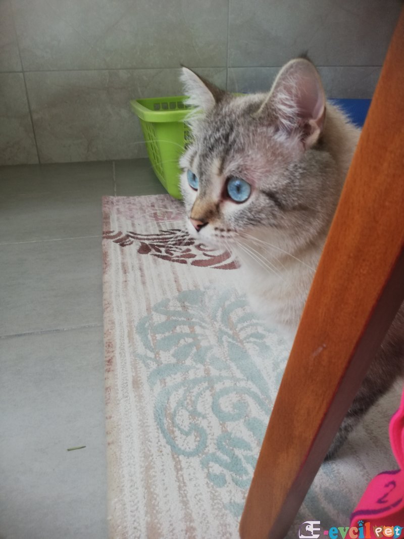 Uysal Narine yuva arıyoruz
