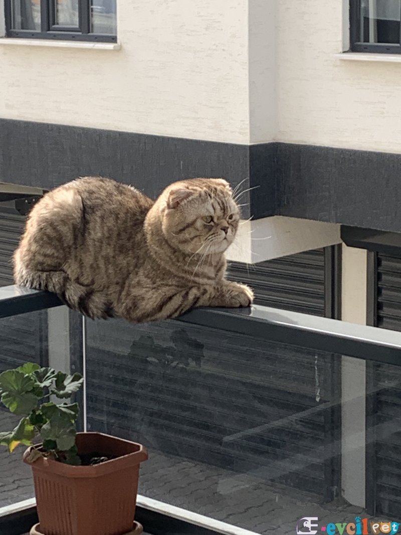 Scottish fold