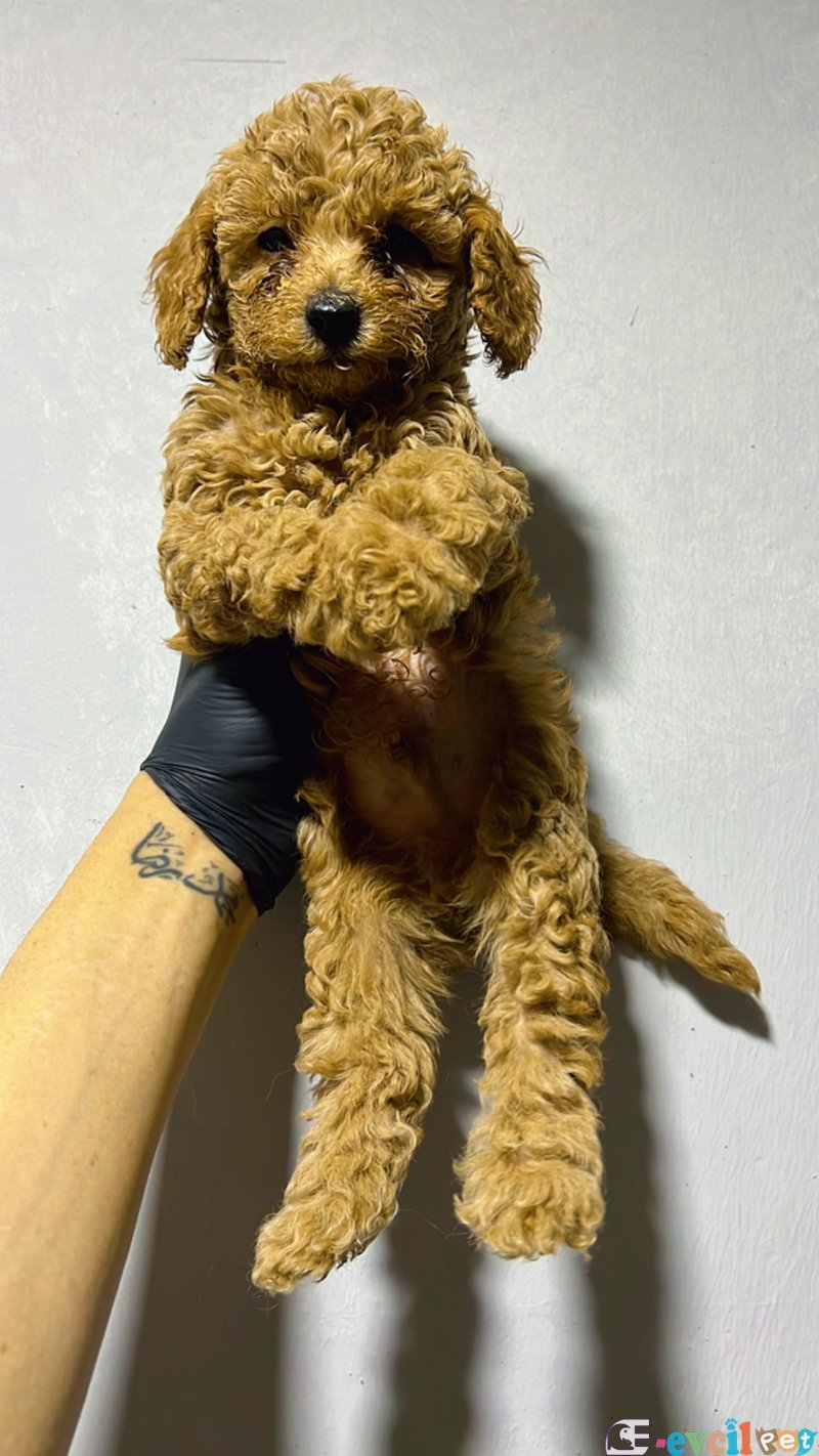 Toy poodle özel