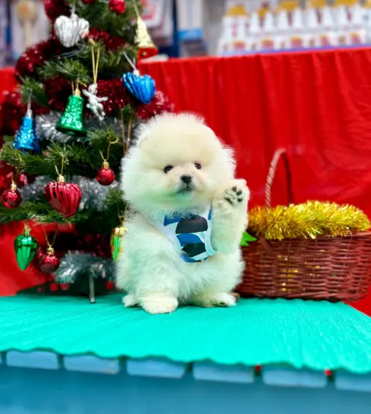 Safkan pomeranian boo yavrularımız