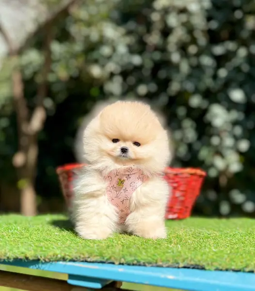 Safkan pomeranian boo yavrularımız - ATAŞEHİR / İSTANBUL