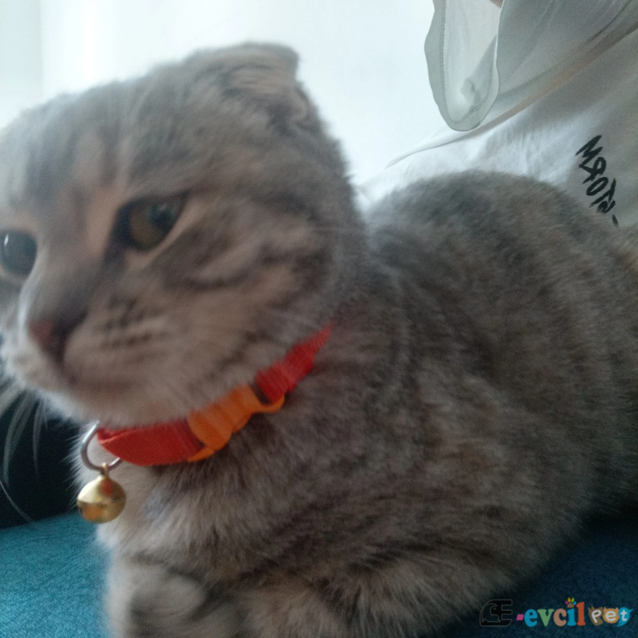 5Aylık Scottish Fold - MERKEZ / ÇORUM